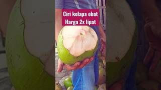 Begini Ciri kelapa hijau buat obat.
