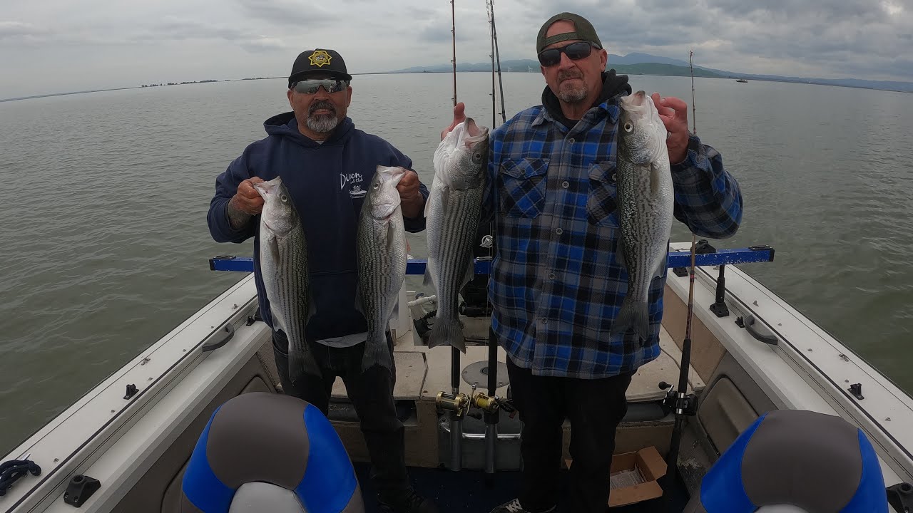 В заливе Гризли поймали около 2 осетров и 2 полосатых окуня (максимальное количество), а также др...