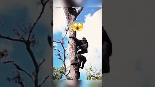 When The Whole Gang Turns On You 😱 Wild Chimps Fight Breaks Out In The Treetops #shorts #WildAfrica