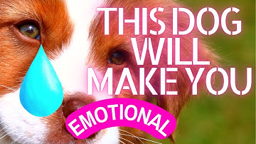 Is your dog crying and whining? [ Sound Effects of 5 Crying Dogs ]