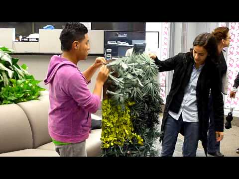 Mural Corps Project: Living Wall Presentation, Wes...