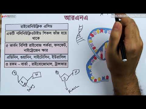 ভিডিও: আরএনএর কিছু উদাহরণ কী কী?