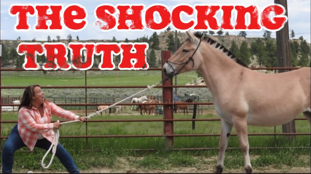 The Shocking Truth About Teaching a Donkey to Lead - YouTube