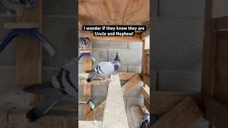 #racingpigeons #birds #pets #animals