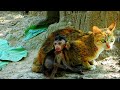 This poor monkey mary walking alone, came to ask for help from his mother cat She is so adorable