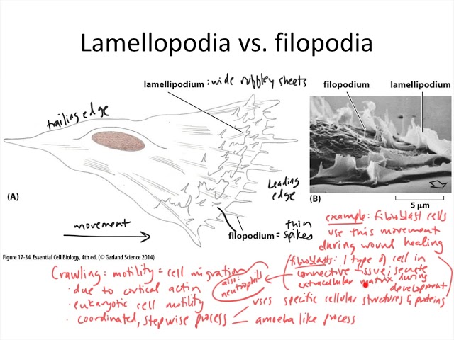Cytoskel Actin Cell motility - YouTube