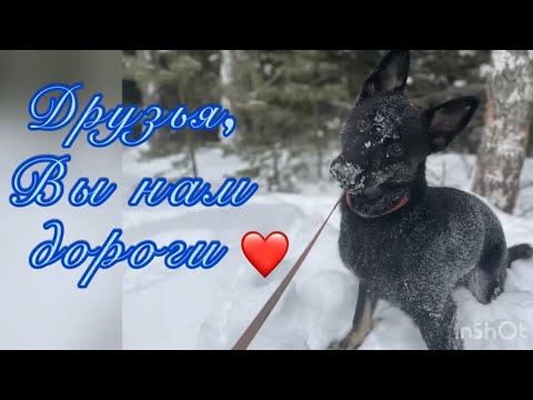 Друзья, Вы нам дороги ❤️ Приют для животных