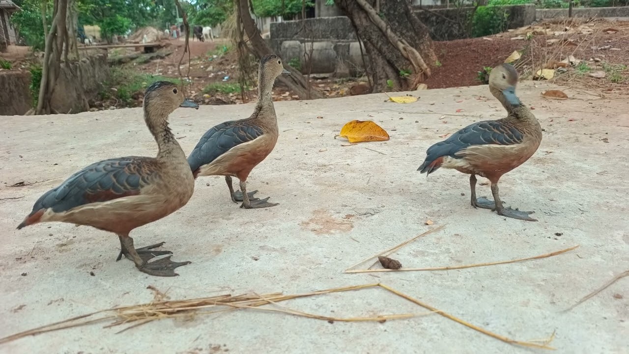 Lesser whistling duck breeding season // Whistling duck calling others  // wild birds // Birds lover