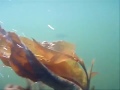подводная охота Аргази.wmv