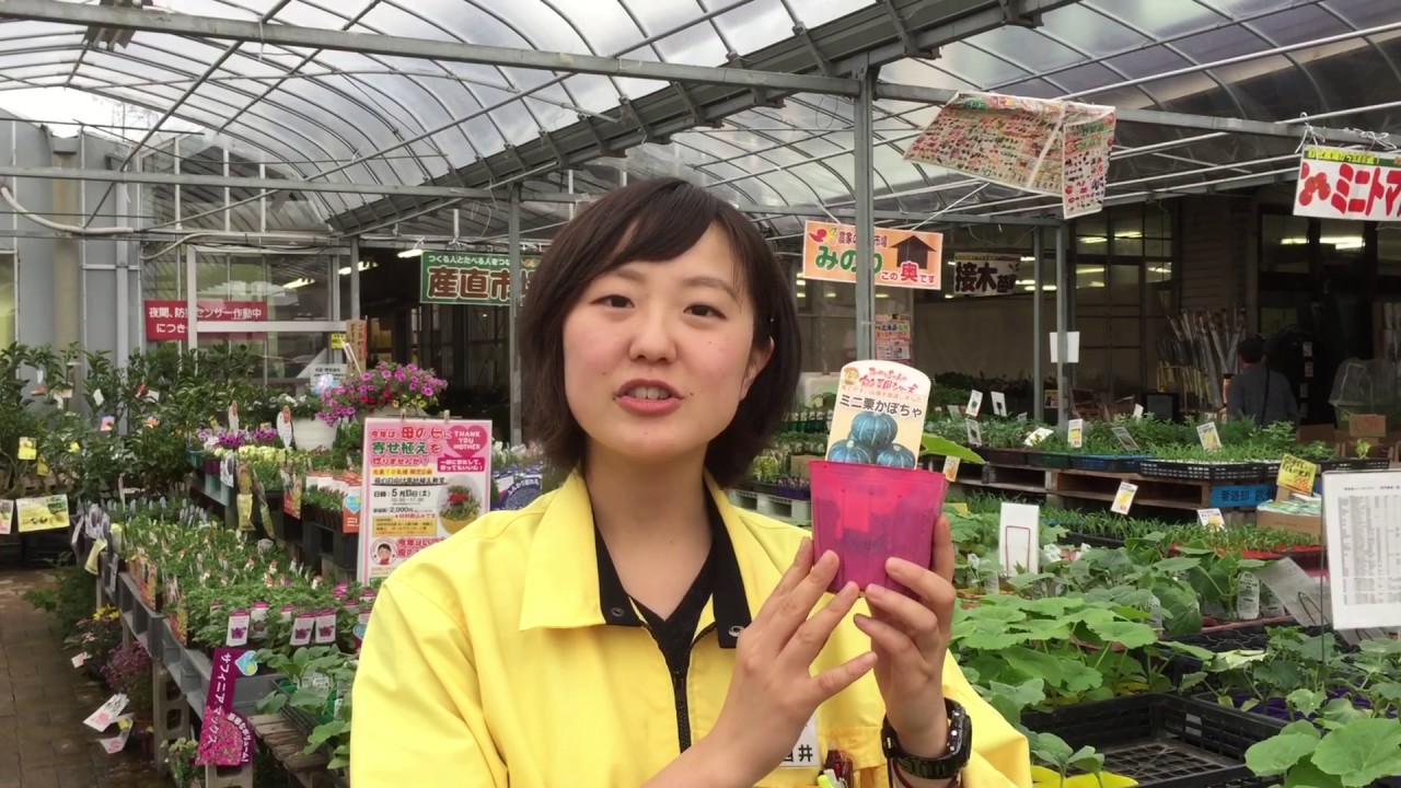 農業屋 みのりちゃんの家庭菜園シリーズ カボチャ 作りやすい おいしい たくさんとれる シリーズです Youtube
