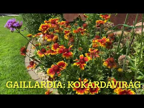 Videó: Túbosvirág-kísérő növények – Tippek az echinacea társültetéséhez