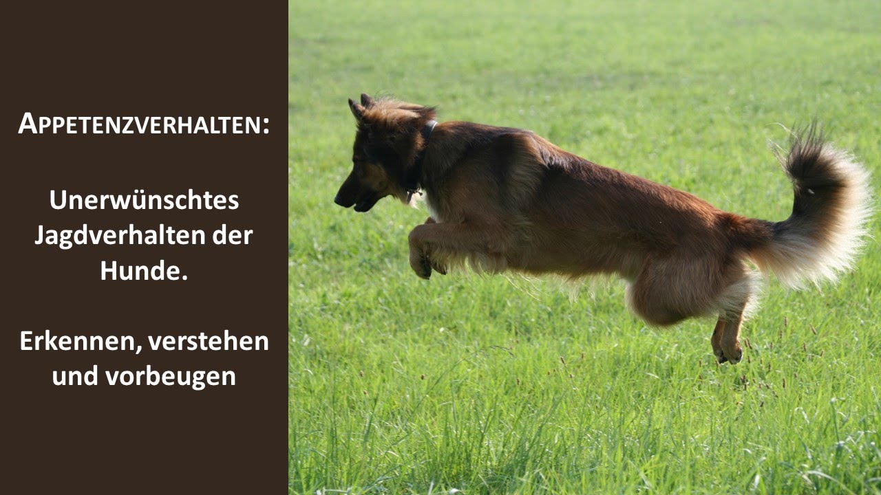 Appetenzverhalten: unerwünschtes Jagdverhalten des Hundes #hundetraining #hundeerziehung