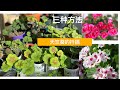 天竺葵的扦插 三种方法任你选，一颗变一片/ how to propagate geranium from cuttings