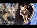 Police K9 "Jedi" Hunts Jail Escapee Hiding in Industrial Warehouse