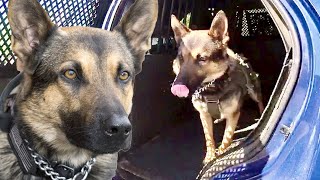 Police K9 "Jedi" Hunts Jail Escapee Hiding in Industrial Warehouse