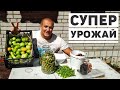 Дачный огород приносит первые достойные результаты, сбор урожая.