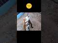 They’re not friendly all the time 😕👎 #cat #catlife #straycat #streetcats #trending #ytshort #cute