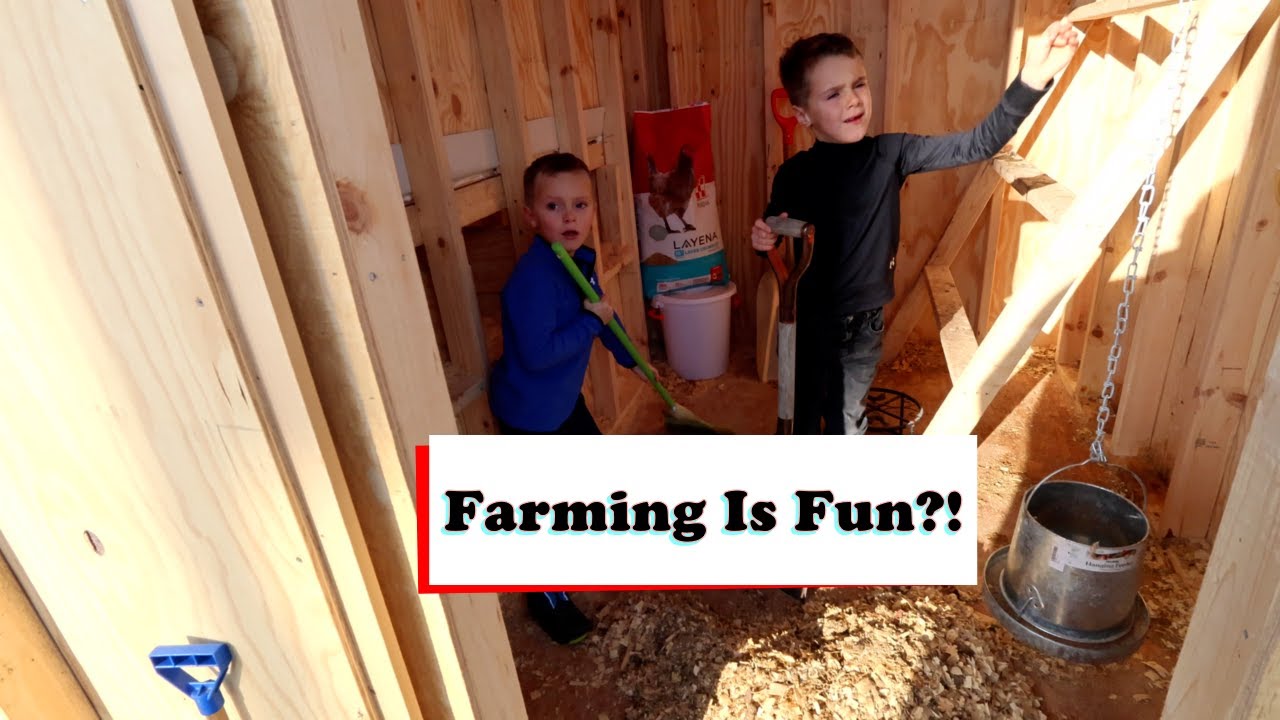 How Much Chicken Poop