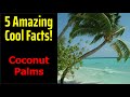 5 Fascinating Facts About Coconut Palms