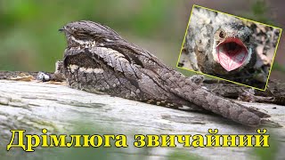 Дрімлюга звичайний (Caprimulgus europaeus, Козодой) - нічний птах поширений на території України