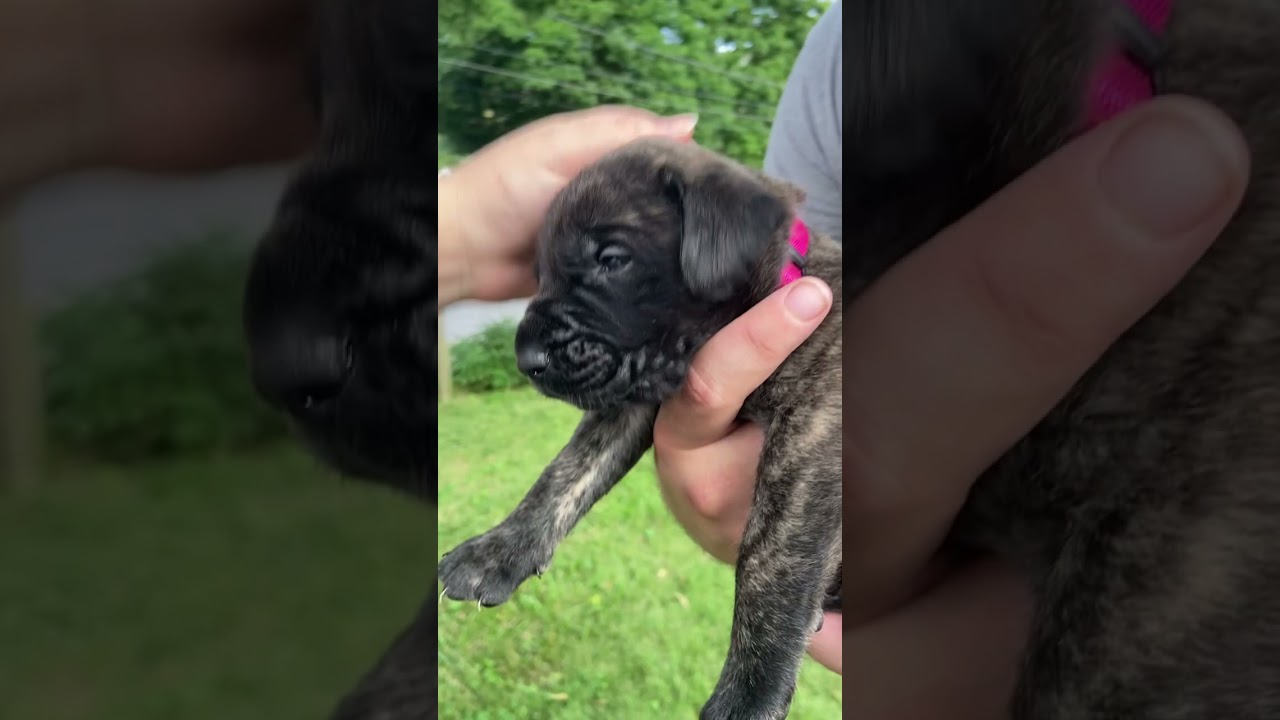 🐶The ULTIMATE English Mastiff Puppy Temperament Test!🐶 (pt.2) 