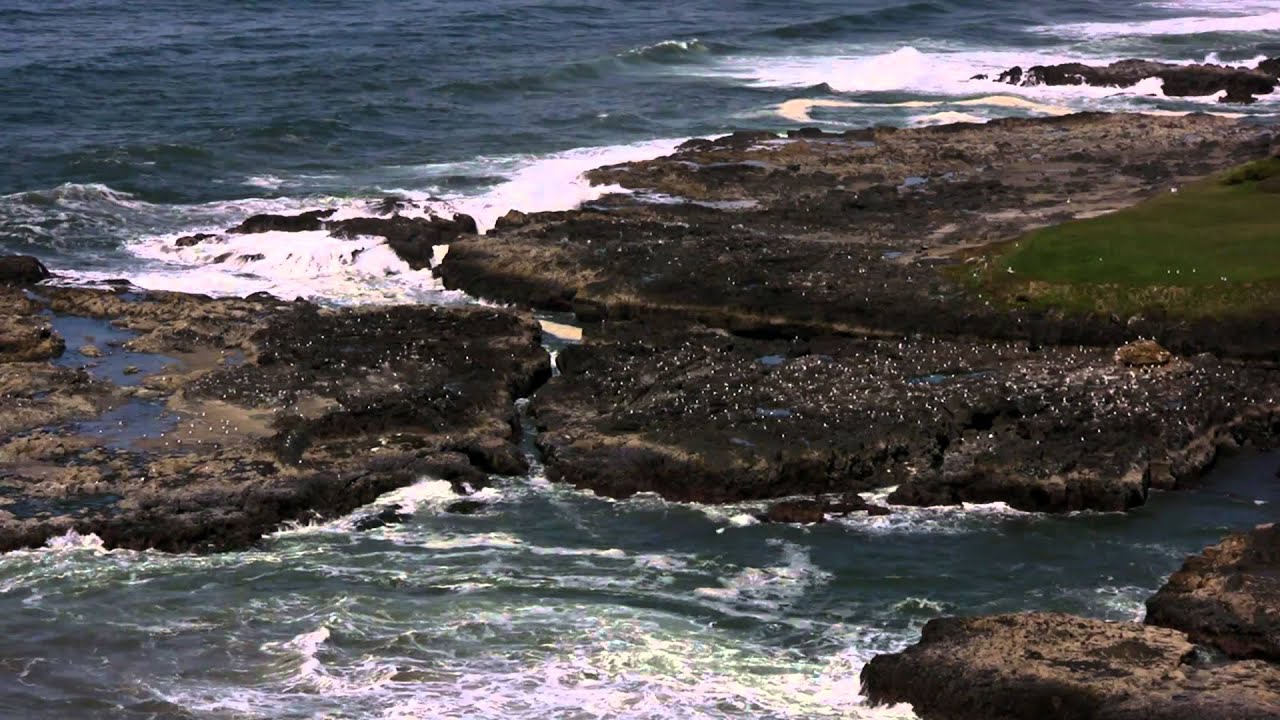 Seagull Rookery slitscan typography