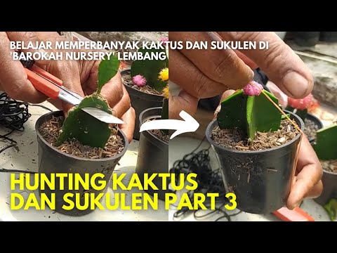 Belajar Memperbanyak Sukulen Kaktus Euphorbia Dari Daun dan Potong Batang di Barokah Nursery Lembang