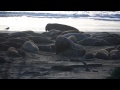 Elephant Seals - Año Nuevo State Beach
