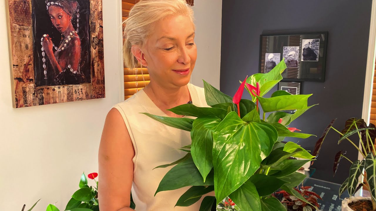 ANTHORIUM FLAMİNGO ÇİÇEĞİ KIŞ BAKIMI/