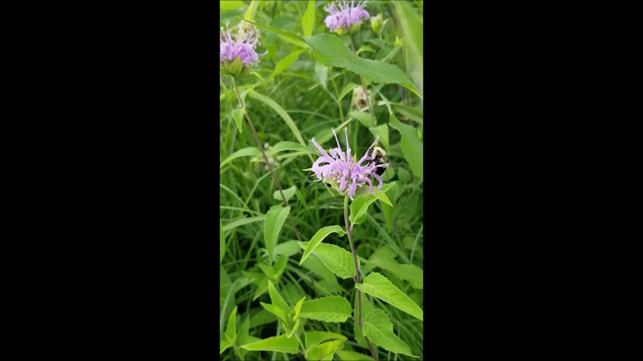 Fairmount Cemetery Bluff Prairie, Davenport, Iowa YouTube