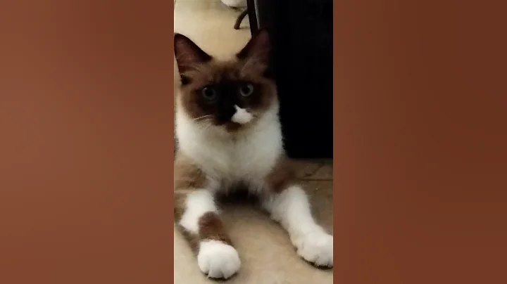 Video 10450731: pet cat play cute, cat funny playful pets, cat pets cute love