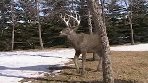 Edward Sargeant - Deer Animation