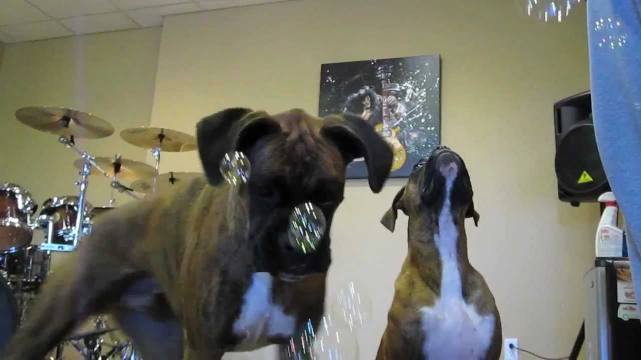 Bubble Popping Boxer Dogs! Brock the Boxer YouTube
