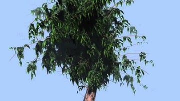 FiberMesh_Tree
