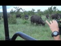 Buffalo Lion encounter