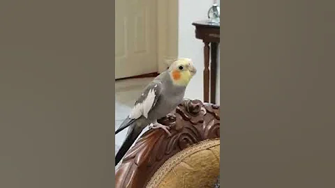 Salam