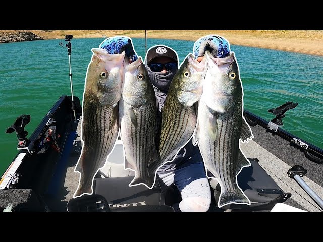 20+ STRIPERS in ONE SPOT Live Shad Fishing for Striped Bass (Castaic  Lake) 