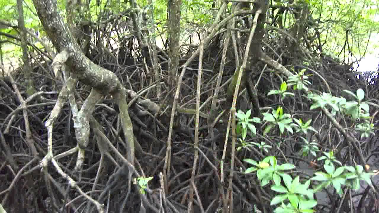 Sound of kali forest 153Bpm, Dark Mangrove Vs Arimaspo