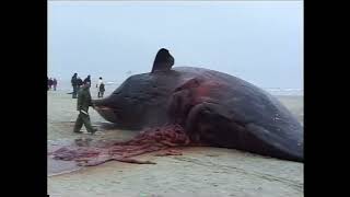 4 dode potvissen op het strand van Ameland d.d. 29.11.1997 (Exploding Sperm Whales part 2)