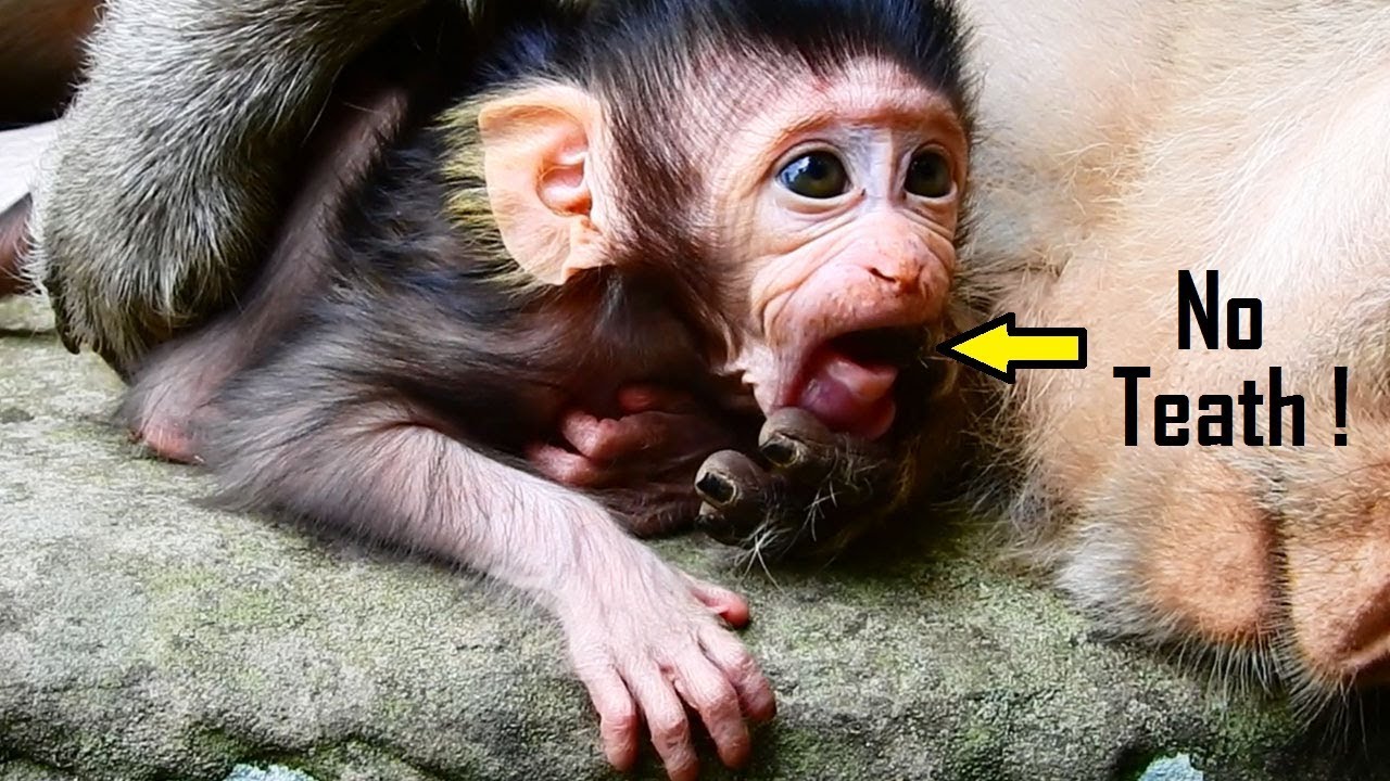 why him PITY LIZZA NO TEETH, Lizza Is Old Enough Why Baby Lizza Has No Teeth/Open Mouth No Teeth