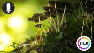 Quick Edit #1: Post Processing Macro Shot with Lightroom & Photoshop