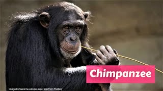 Chimpanzee (Pan troglodytes) by A to Z Animals & Plants 128 views 3 years ago 1 minute, 27 seconds