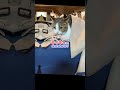 【ねこ動画】