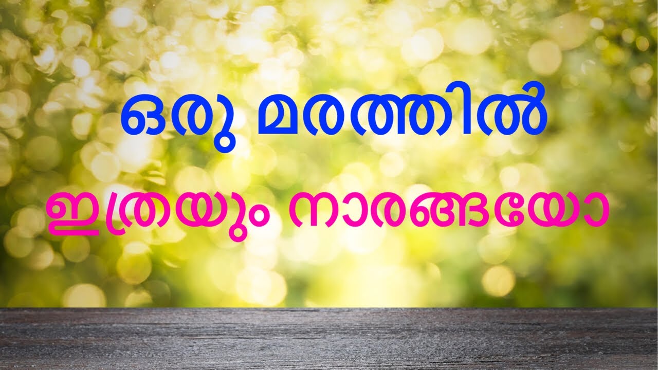 പുതിയ ഒരു തോട്ടം🌳 #jbvlog #jahafarbabuvalanchery #malappuram #kerala #farm #fruits #fruitsplants