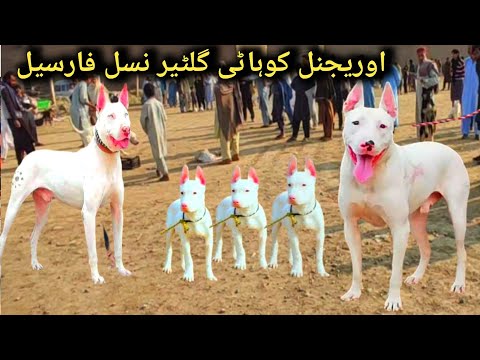 Pure pink nose Kohati gultair | Dogs Market | dog mandi | pk Animals