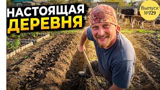 Деревенские будни Омичей. Копаем огород, встречаем коров и общаемся с телятами. screenshot 4