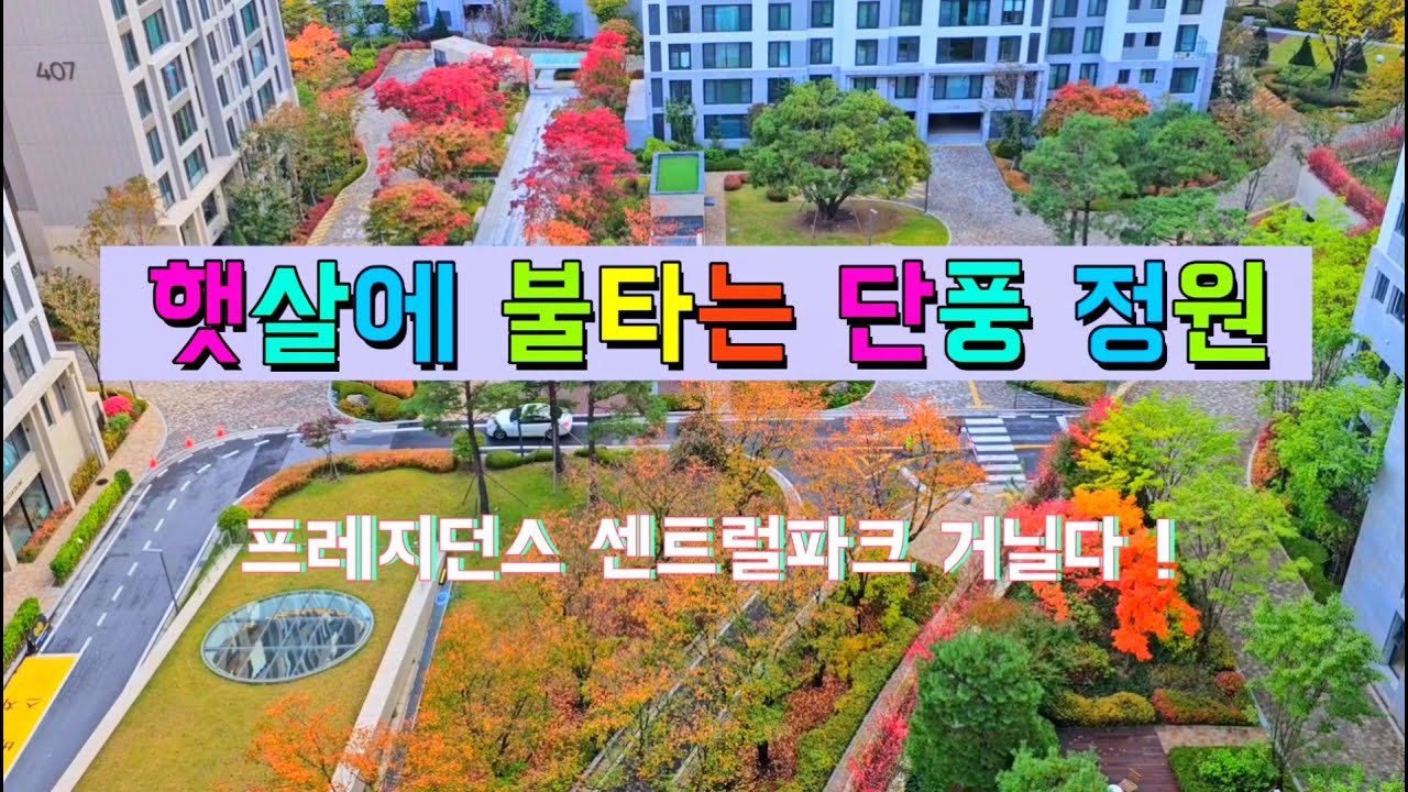 푸른하늘 붉게 불태우는 단풍 1부  #햇살에 불타는 단풍 정원 #개포프레지던스 센트럴파크를 거닐다 ! #Royalty Free Video