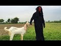 Shaitan Vs Bakra | Eid Ul Adha Video  | Shaitan Vs Bakra Eid  | ATTOCK TV