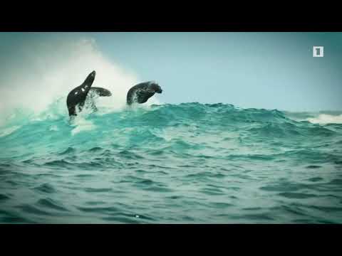 Video: Օվկիանոսի մակընթացությա՞մբ: