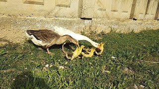 Yeni çıkan kaz yavruları. Gurk tavuk yumurtluyor Civcivleri bırakmış.